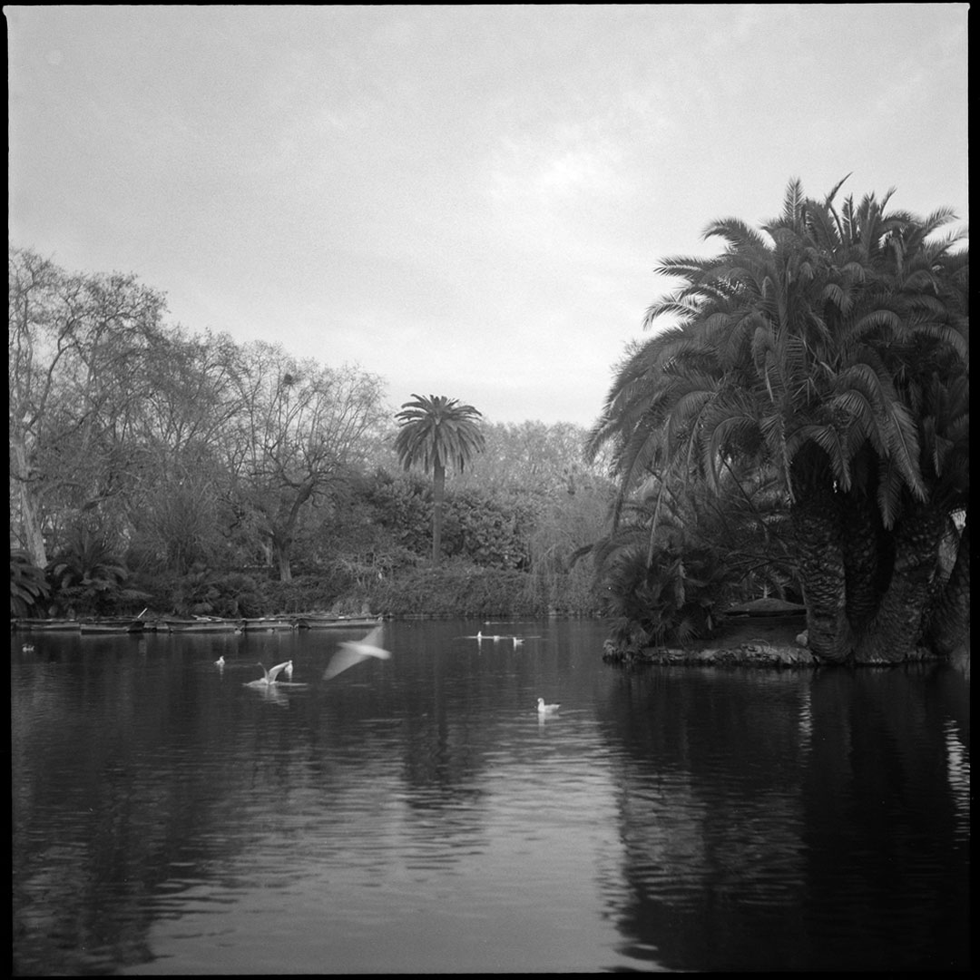 Ciutadella birds Ciutadella birds